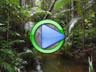 Amazon rainforest plants and animals video